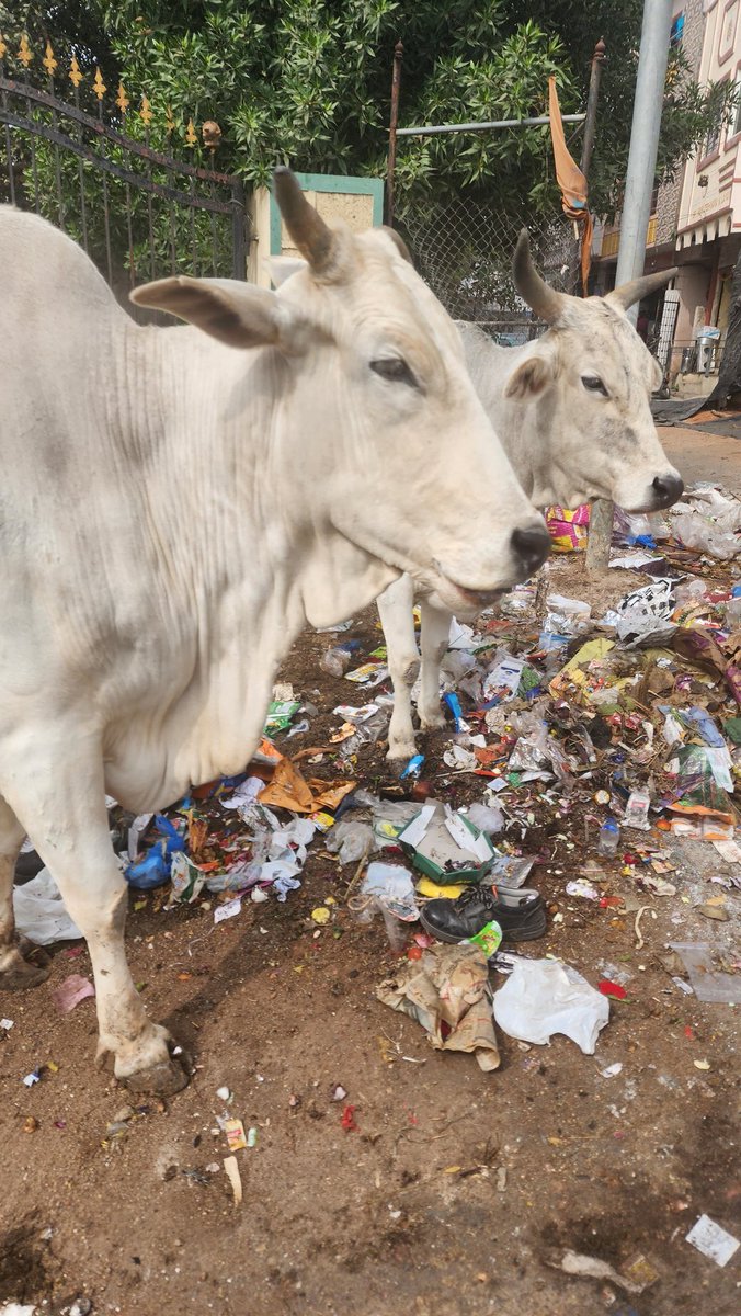 #CleanUpSecunderabad ward 3 , scb , near happy enclave colony