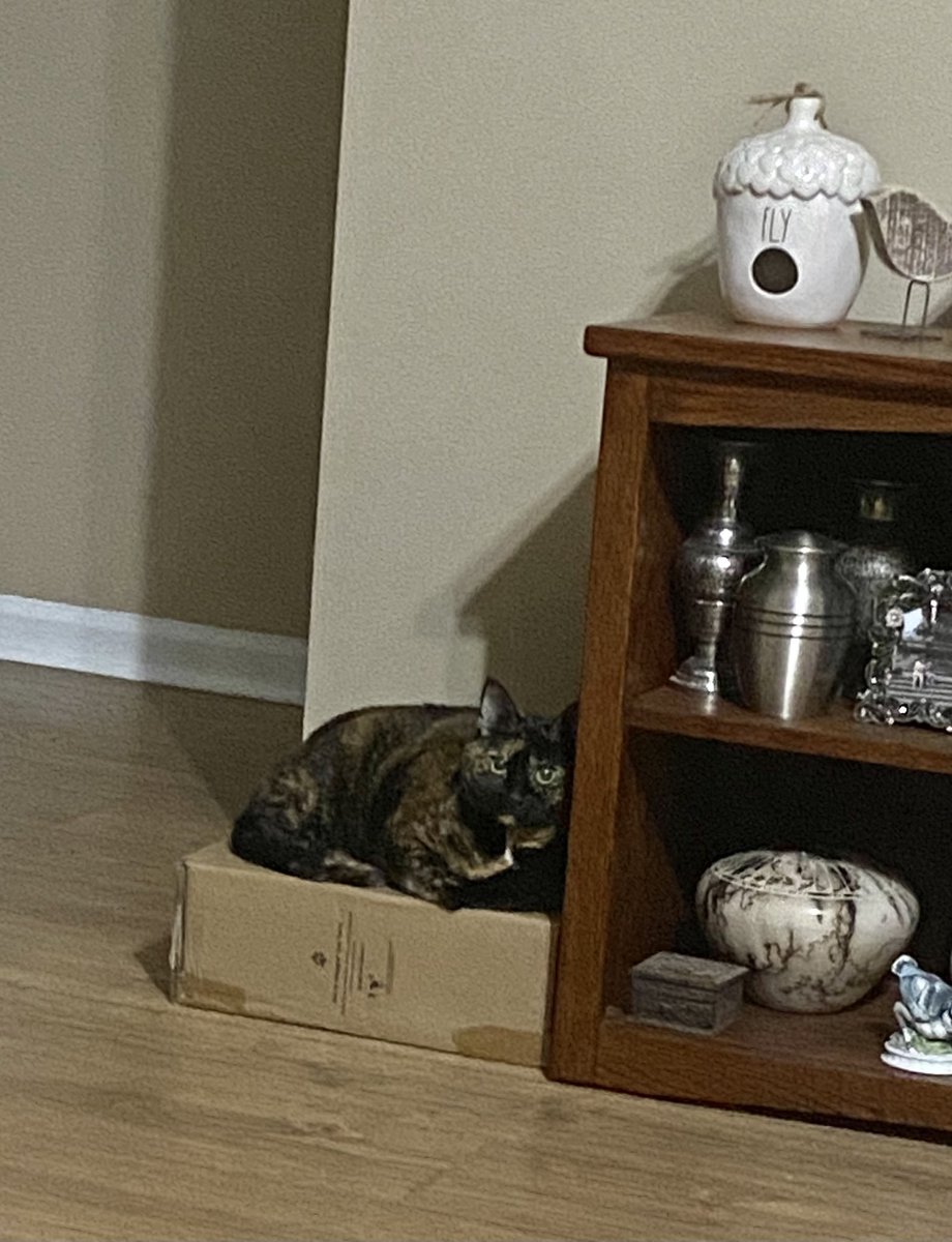 Happy Tuesday, friends. No sun today. Lots of nastiness early this morning. 🌧️ 💨 This is the box I’ve claimed. Mine now. #mabel #claimed #boxlove #myspot