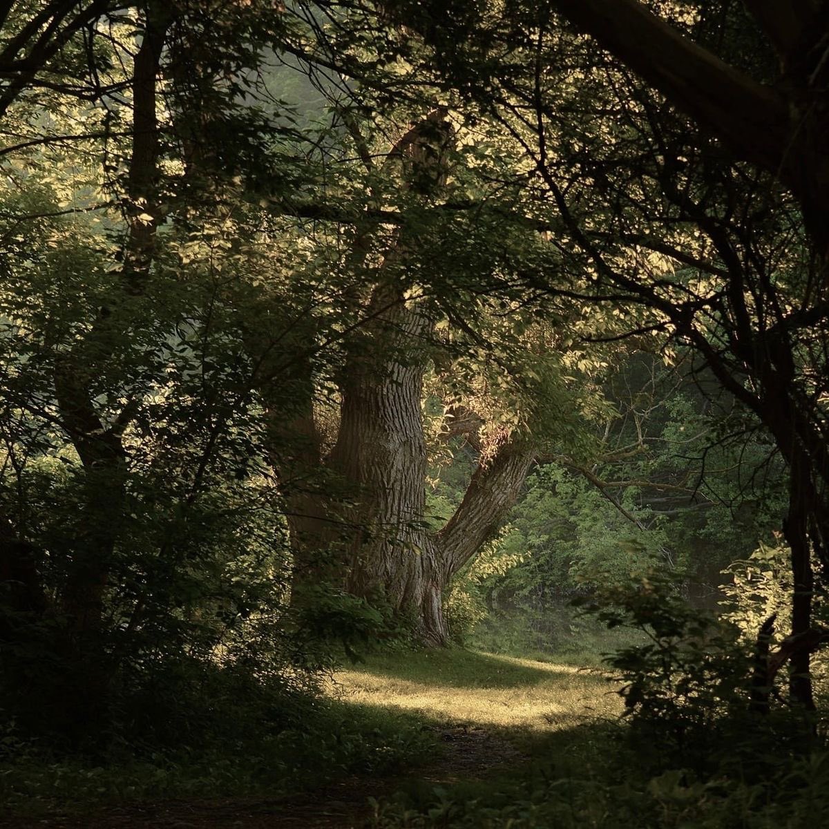 greendreamvibes's tweet photo. Silence. https://t.co/a6FQXQkYft
