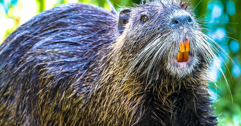YourMorning's tweet photo. The nutria is one of 10 new animals and plants added to Ontario’s invasive species list.