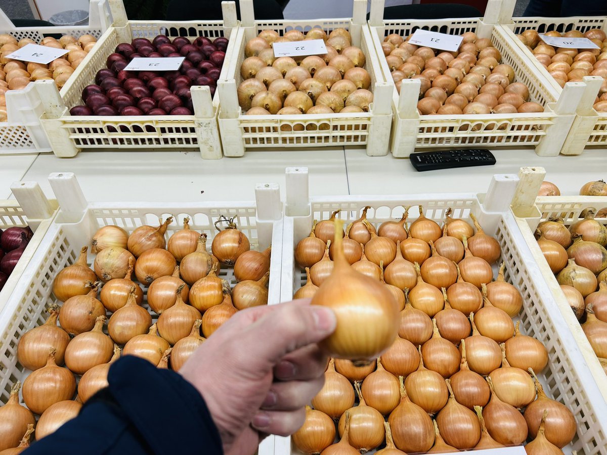 De uien van de #mooistebewaarui zijn beoordeeld! Morgen volgt de 🧅 tslag op de landelijke uiendag. Leuk om een kritische blik op andere bakjes te mogen geven als jurylid met <a href="/cwiskerkeonions/">C Wiskerke Onions</a> en @CjjClaassen. #uienverkiezing #uienwedstrijd