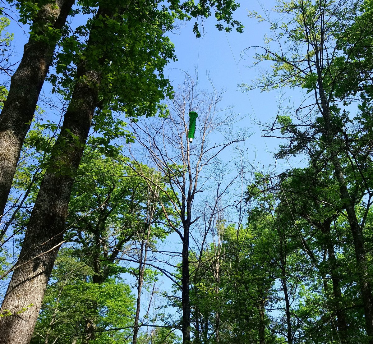 salle_aurelien's tweet photo. ... and the other one on population dynamics of oak borers in France, highlighting some environmental drivers of their populations. A fine article by @ElodieLeSouchu: https://t.co/bRG2A2hkAR https://t.co/uEuOdp7d4v