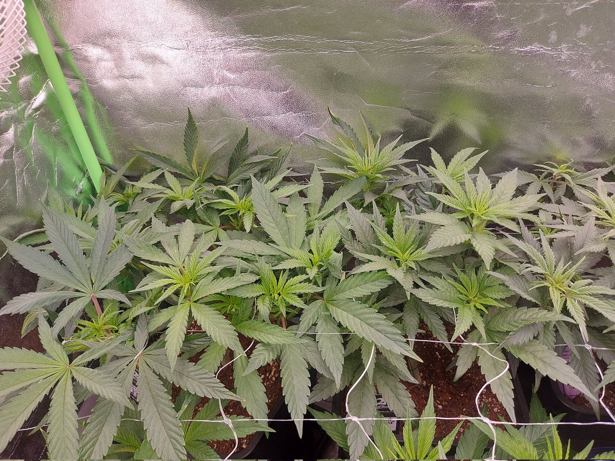 Ju_bps's tweet photo. 🌲🌲 Gorilla Cookies FF 🦍🍪 - @Fast_Buds
🗓🗓 Day 63 since seeds - Flo +1
💡💡 #FC3000 from @MarsHydroLight @Coco_Pan2022 

#WinPs5Contest #Growdiaries #smartgrowsystem #6inchfankit #marshydro #Mmemberville #growyourown #weedsmokers #WeedLovers #CannabisCommunity #cannabisgrower https://t.co/gYeHeKIPdt