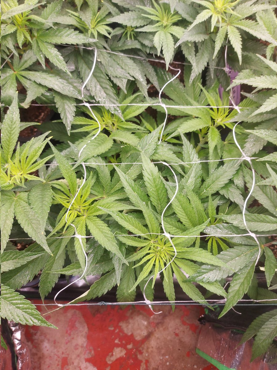 Ju_bps's tweet photo. 🌲🌲 GG4 Sherbet FF - @Fast_Buds
🗓🗓 Day 56 since seeds - Flo + 1 Week
💡💡 #FC3000 from @MarsHydroLight @Coco_Pan2022 

#WinPs5Contest #Growdiaries #smartgrowsystem #6inchfankit #marshydro #Mmemberville #growyourown #weedsmokers #WeedLovers #CannabisCommunity #cannabisgrower https://t.co/ffPq26rQdq