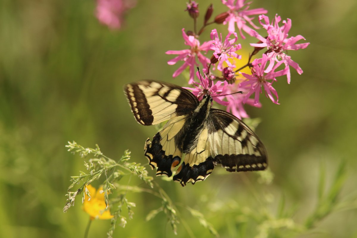 Morten DD tweet media