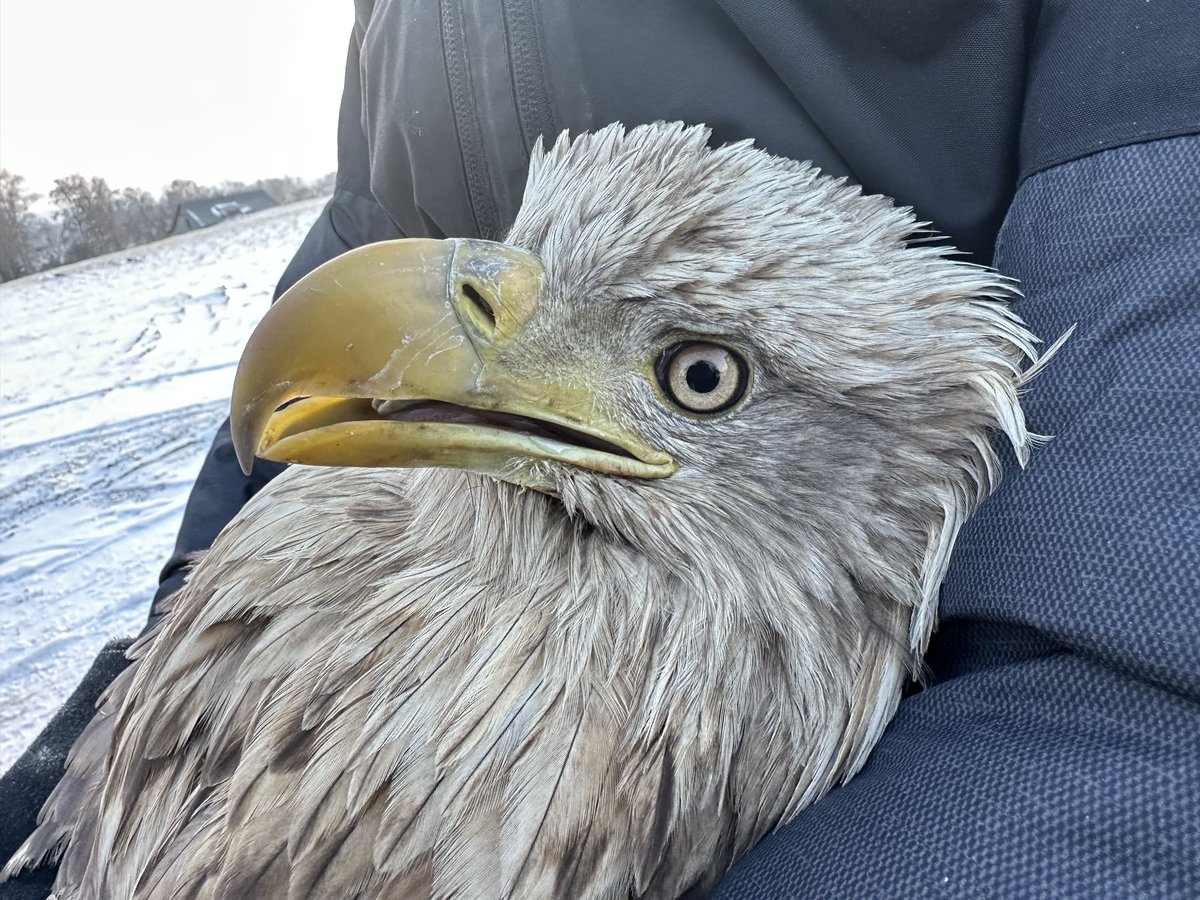 🦅 Orel mořský, kterého někdo minulý týden přiotrávil na Vysočině, PŘEŽIL a včera se vrátil do volné přírody. 

Život mu zachránil rychlý zásah a skvělá péče v Záchranné stanici Lipec. 👏

Jeden z mála případů otravy se šťastným koncem. 

Foto: Tomáš Bělka