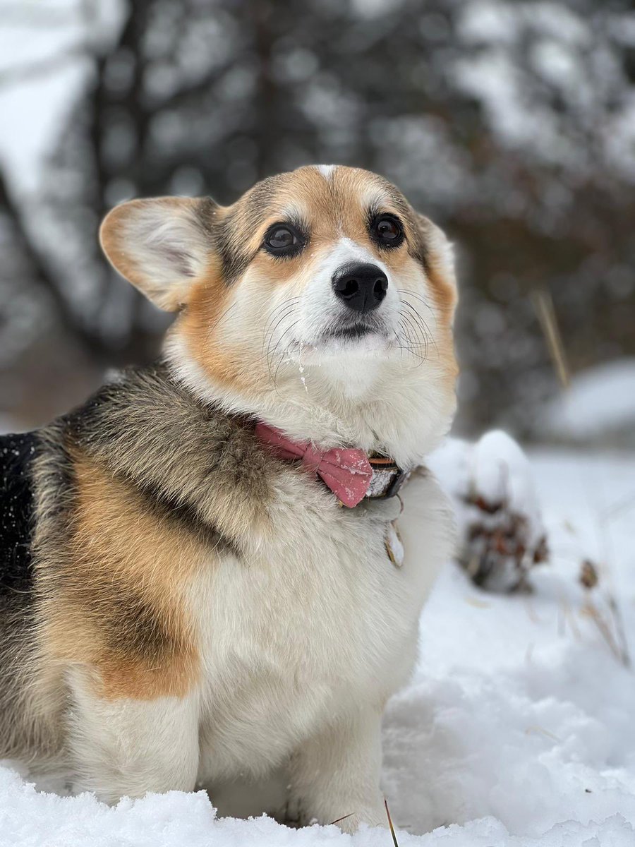 CCDK2022's tweet photo. That fierce look!
#snowcorgi #corgicommunity #ccdk #corgicrew https://t.co/ahe6rZkdnF