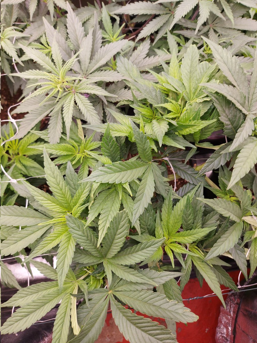 Ju_bps's tweet photo. 🌲🌲 Tropicana Cookies FF ⛱️🍪  @Fast_Buds
🗓🗓 Day 63 since seeds - Flo +1
💡💡 #FC3000 from @MarsHydroLight @Coco_Pan2022 
#WinPs5Contest #Growdiaries #smartgrowsystem #6inchfankit #marshydro #Mmemberville #growyourown #weedsmokers #WeedLovers #CannabisCommunity #cannabisgrower https://t.co/oYWSXdJjvF