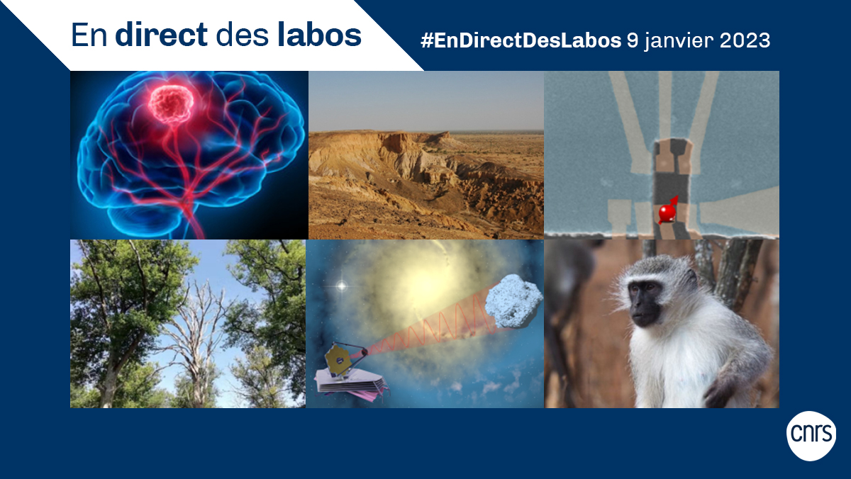 #EnDirectDesLabos 🔎 Nouvelles actualités scientifiques 🔬, création de laboratoires 🧑‍🔬, distinctions 🏅... Retrouvez toutes les deux semaines les informations issues des laboratoires du @CNRS. 

➡️ cnrs.fr/endirectdeslab…