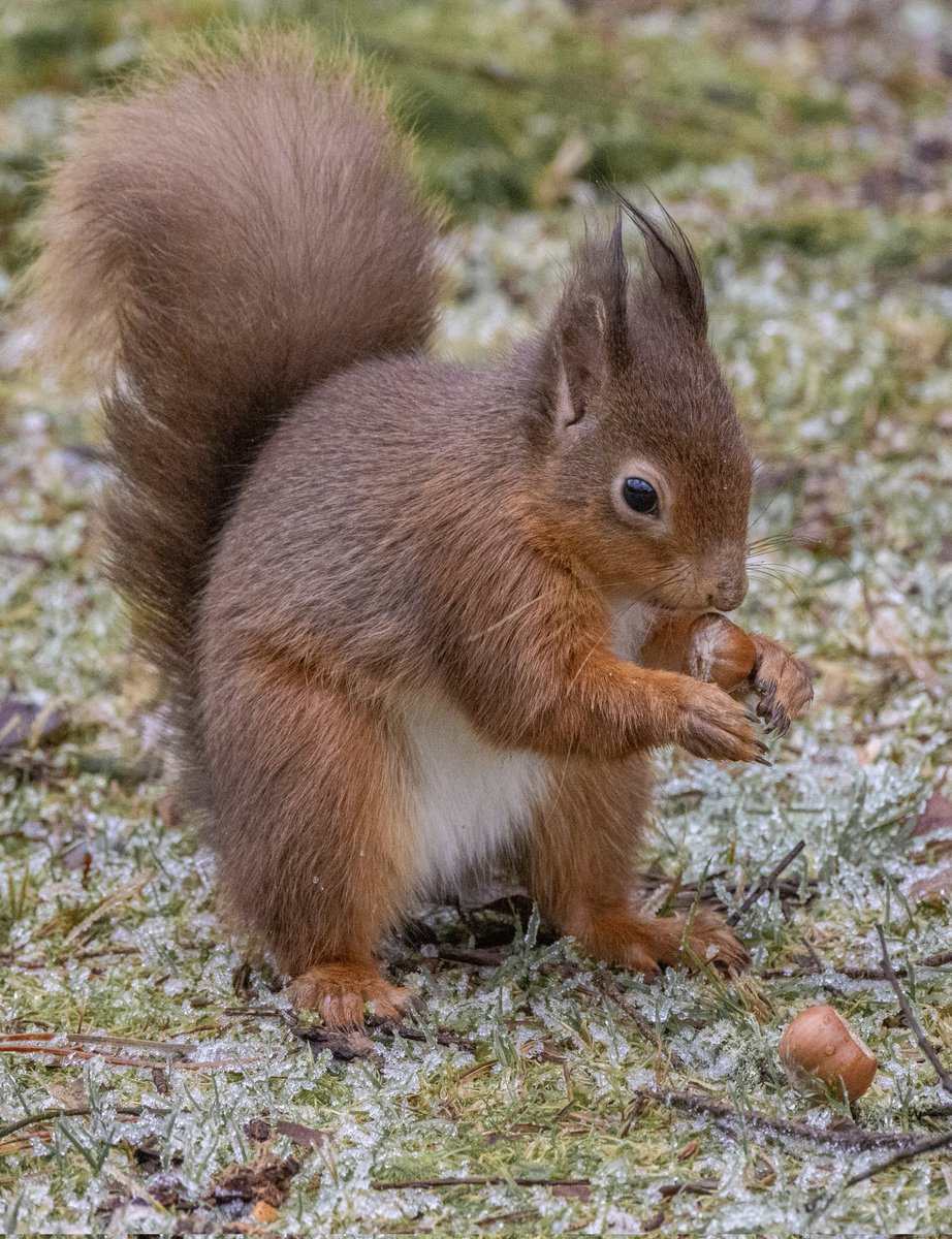PaulLangley18's tweet photo. Our native red squirrel taken at Eskrigg Nature Reserve, Lockerbie @BBCCountryfile @ChrisGPackham #redsquirrel #NaturePhotography #naturelovers https://t.co/htWAStkO6L