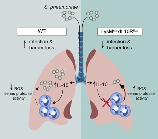 Check out this #JLB highlighted article by Horn's team where they identify neutrophils as a critical cellular target of IL-10–directed immune suppression, as neutrophil-mediated clearance of Strep pneumoniae is improved in the absence of IL-10 receptor.    buff.ly/3tHstTg