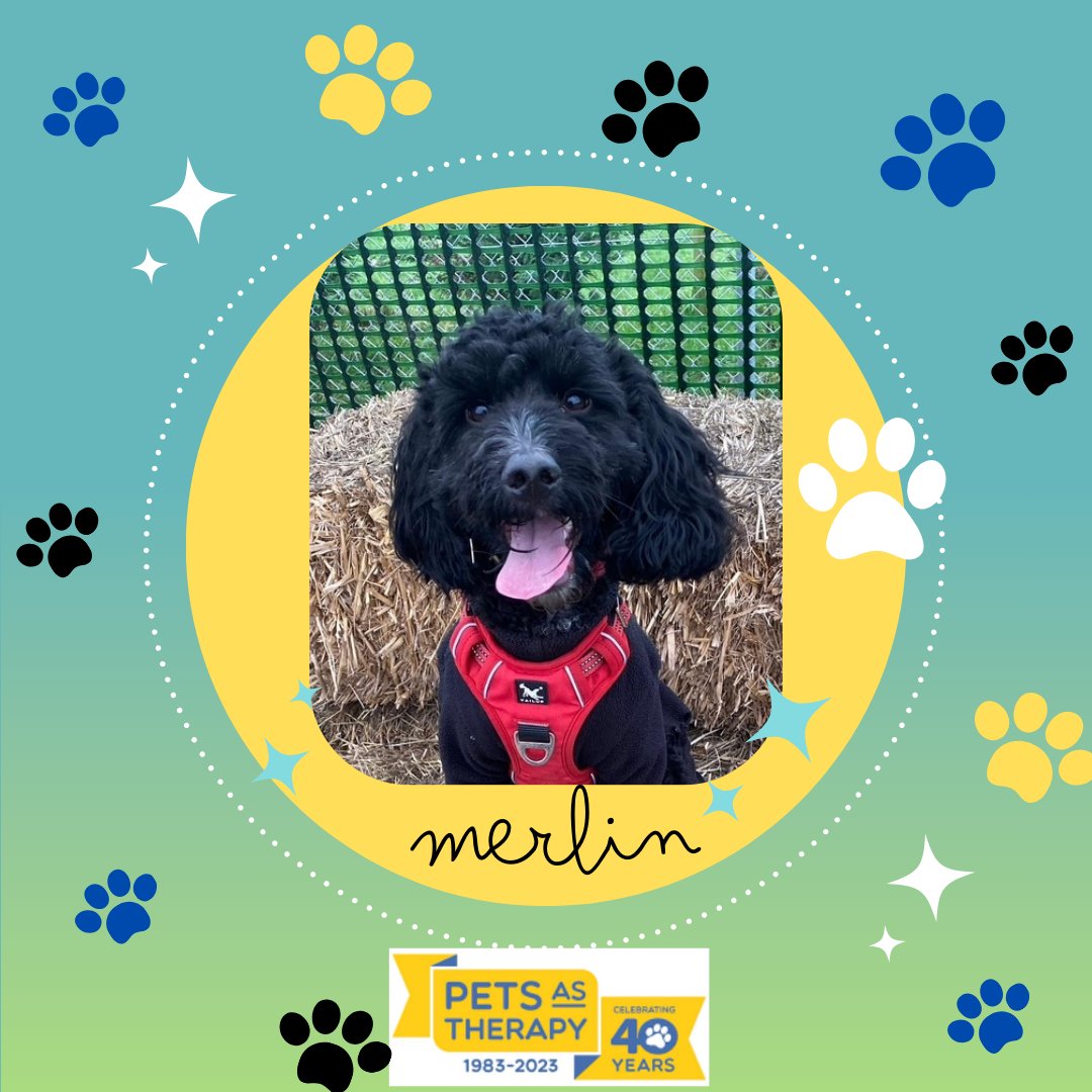 MasefieldCP's tweet photo. 🐾 We are very excited about our new member of the Masefield family! 🐾 Merlin will be coming in to school on Wednesday afternoons and children will have the opportunity to read to him! #petsastherapy #readingdog #excitingtimes https://t.co/99oLyIYKnu