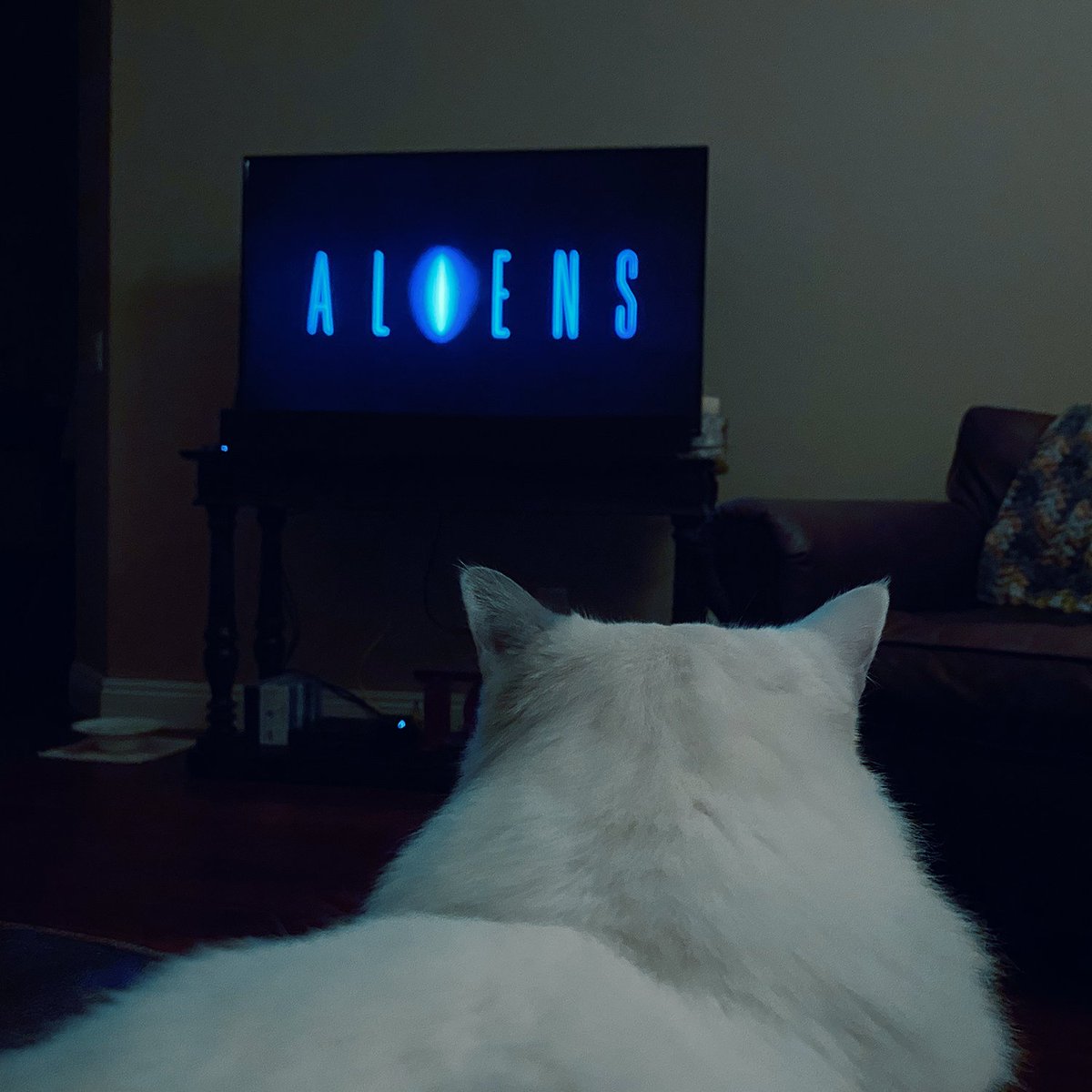 Lyteside's tweet photo. When my kitty wanted to cuddle, I thought I'd introduce her to a nice chill film for us. So far so good. Just through the credits though... https://t.co/kJr0Ayr4Up