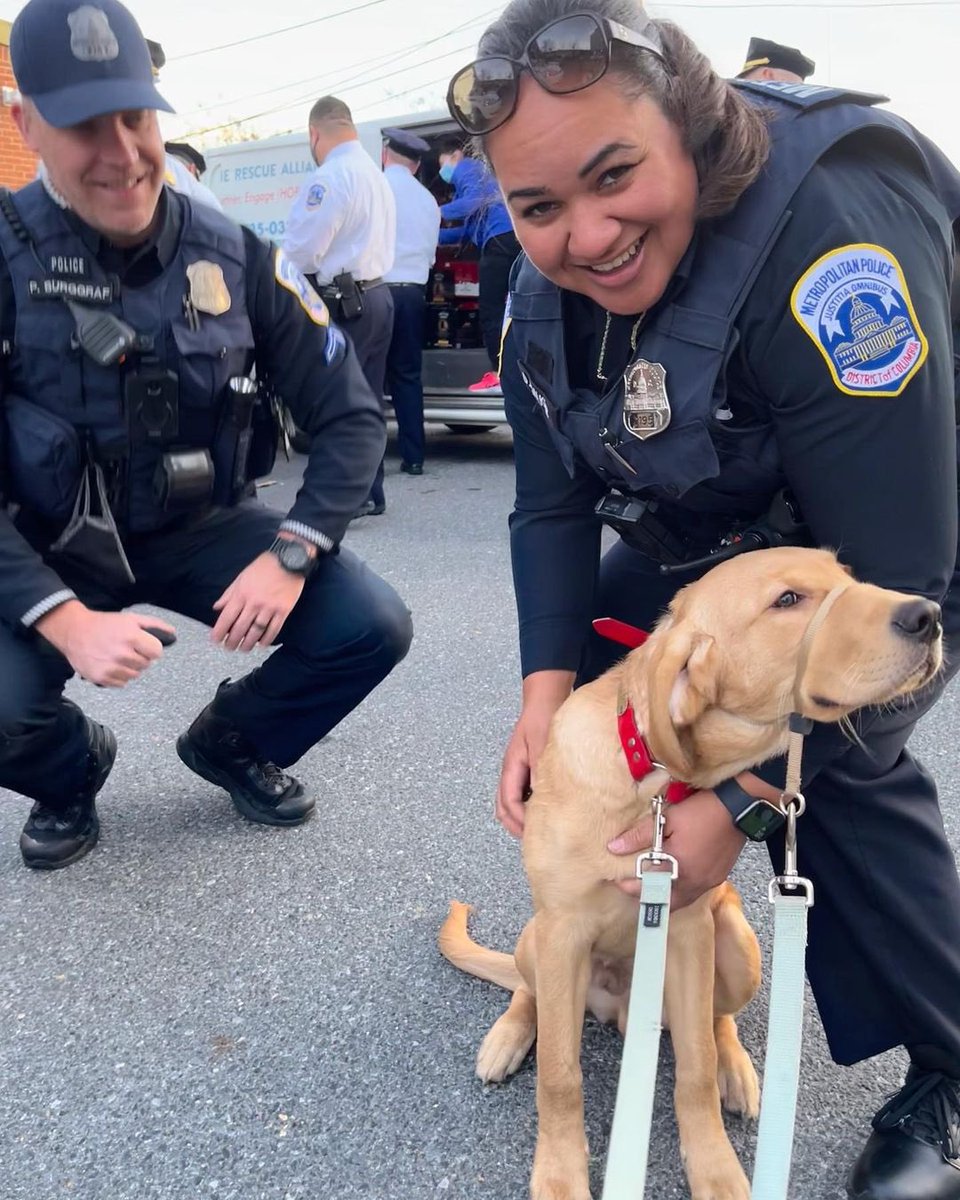 Hero Dogs tweet media