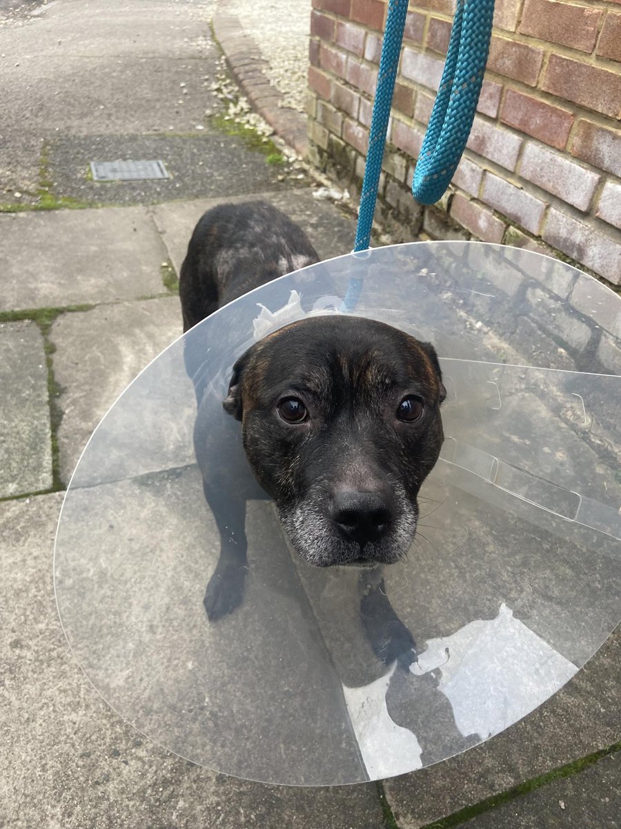 Urgent, please retweet to HELP FIND THE OWNERS OR RESCUE SPACES FOR THESE 4 STRAY DOGS FOUND #LONDON - January Now all at risk OF EUTHANASIA in a council pound🆘🆘🆘🆘
Please share so the right person sees this.  
1 found #ORPINGTON #BROMLEY Cane Corso  
2 found #ORPINGTON