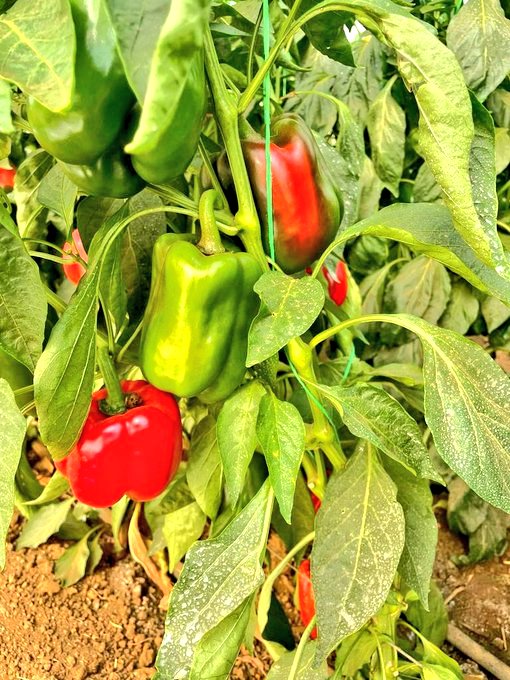 Mudumenwemari..Int'l tweet media