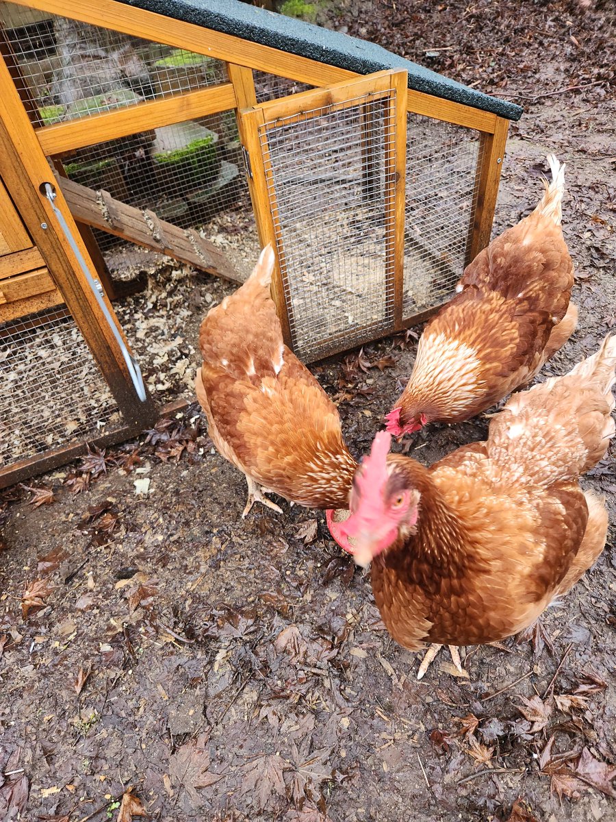 Darnath the Magnificent tweet media