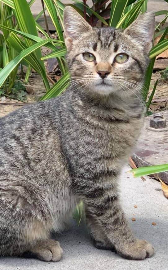 yaracalcagno's tweet photo. Difundo. Se busca. GATO PERDIDO EN EL PARQUE DE LOS CAOBOS, SI LO HAN VISTO COMUNICARSE POR FAVOR AL 0414-2856051, MUCHAS GRACIAS, ESTA OPERADO TIENE UNA MARCA EN LA OREJA IZQ https://t.co/jKiFsGckY5