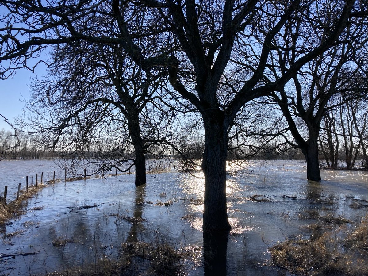 rivieractief's tweet photo. Schit-te-rend langs de Waal! GA NAAR BUITEN, als je morgen de kans hebt #waal #ophemert #walnotenbomen #hoogwater #winter #bomen #zon #naarbuiten #buiten @WestBetuwe https://t.co/p2OB5GmVxX