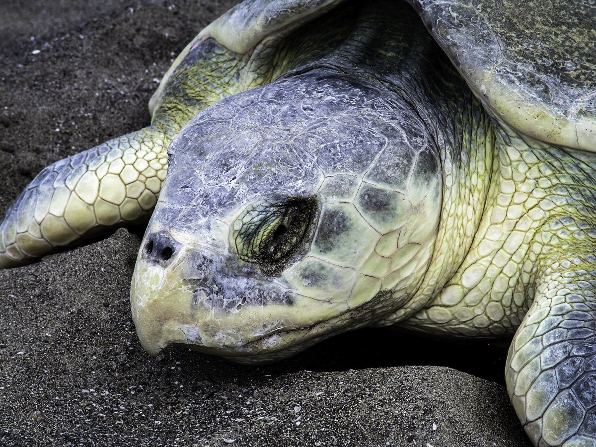 CONANP_mx's tweet photo. 🔹 Parque Nacional #NuevoUxmal, en Yucatán y Campeche 🐆
🔹 Parque Nacional Zona Marina de la #IslaIsabel, en Nayarit 🌅
🔹 Santuario #PlayaPlatanitos, en Nayarit 🐢
🔹 Área de Protección de Recursos Naturales #LagoTláhuac-Xico, Ciudad de México y Estado de México 🌊🌿
🧵 (7/8) https://t.co/IbQzOSLoUk