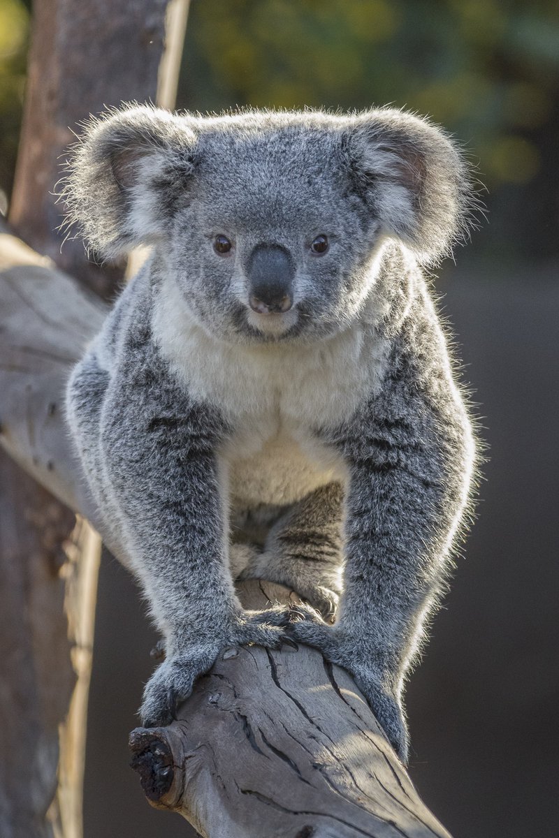 Illumina tweet media