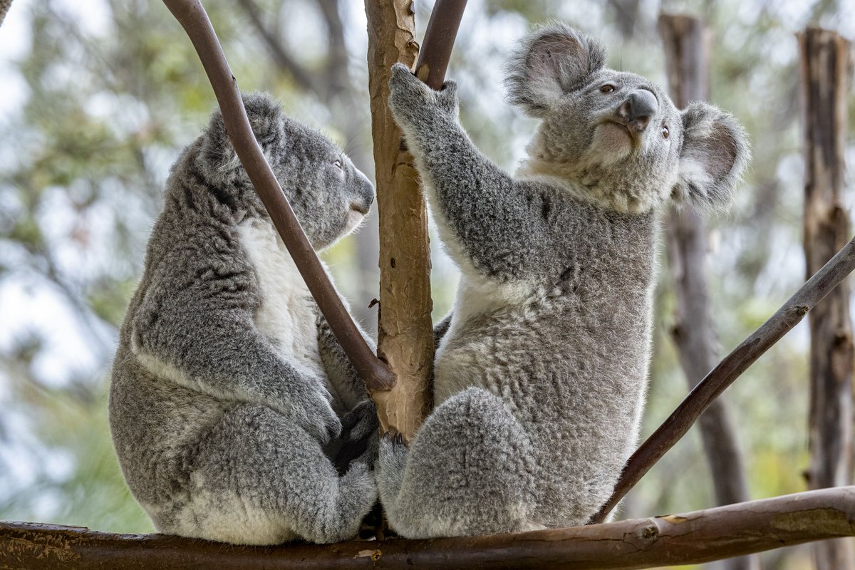 Illumina (@illumina) on Twitter photo To uncover links between the endogenous koala retrovirus (KoRV) and cancer, Illumina's iConserve program and <a href="/sandiegozoo/">San Diego Zoo Wildlife Alliance</a> joined forces to create the largest and highest koala-ty genomic database to research the impact of KoRV and preserve the species. bit.ly/4aMto5t To uncover links between the endogenous koala retrovirus (KoRV) and cancer, Illumina's iConserve program and <a href="/sandiegozoo/">San Diego Zoo Wildlife Alliance</a> joined forces to create the largest and highest koala-ty genomic database to research the impact of KoRV and preserve the species. bit.ly/4aMto5t