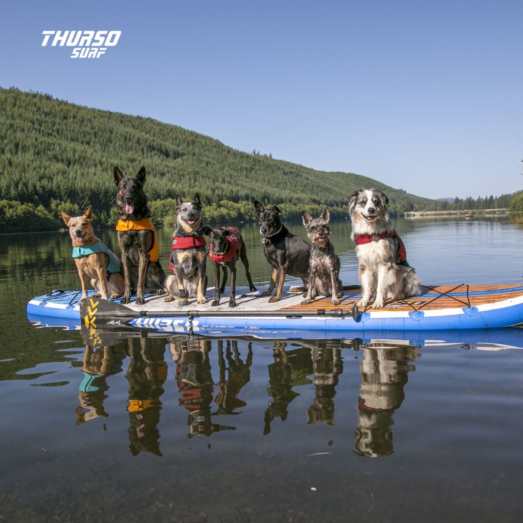 thursosurf's tweet photo. Patiently waiting for paddle season like... ✨️

📸 : @west_coast_heeler_pack ⁠ 
. 

#thursosurf #thursosurfwaterwalker #paddleboard #sup #paddleboarding #standuppaddle #suplife #standuppaddleboard #standuppaddleboarding https://t.co/NCvISlEOu3
