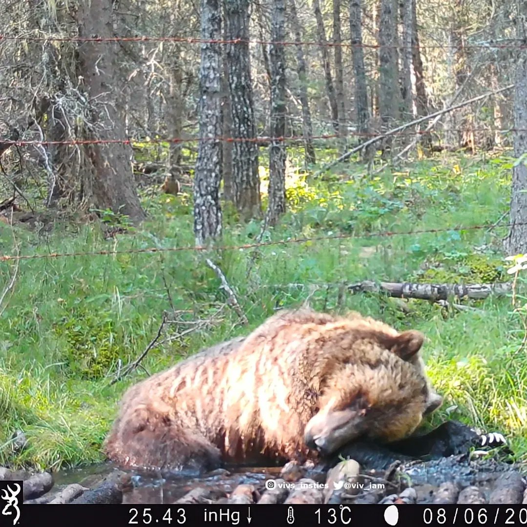viv_iam's tweet photo. Learning where to place a #trailcamera where the wild critters might linger a bit, is a big part of my fascination with them! This beautiful #grizzly spent a full 5 min. in front of my #bearbath camera. Already planning for a couple new cameras here come spring! #natureisawesome https://t.co/ZKdrst6k1P