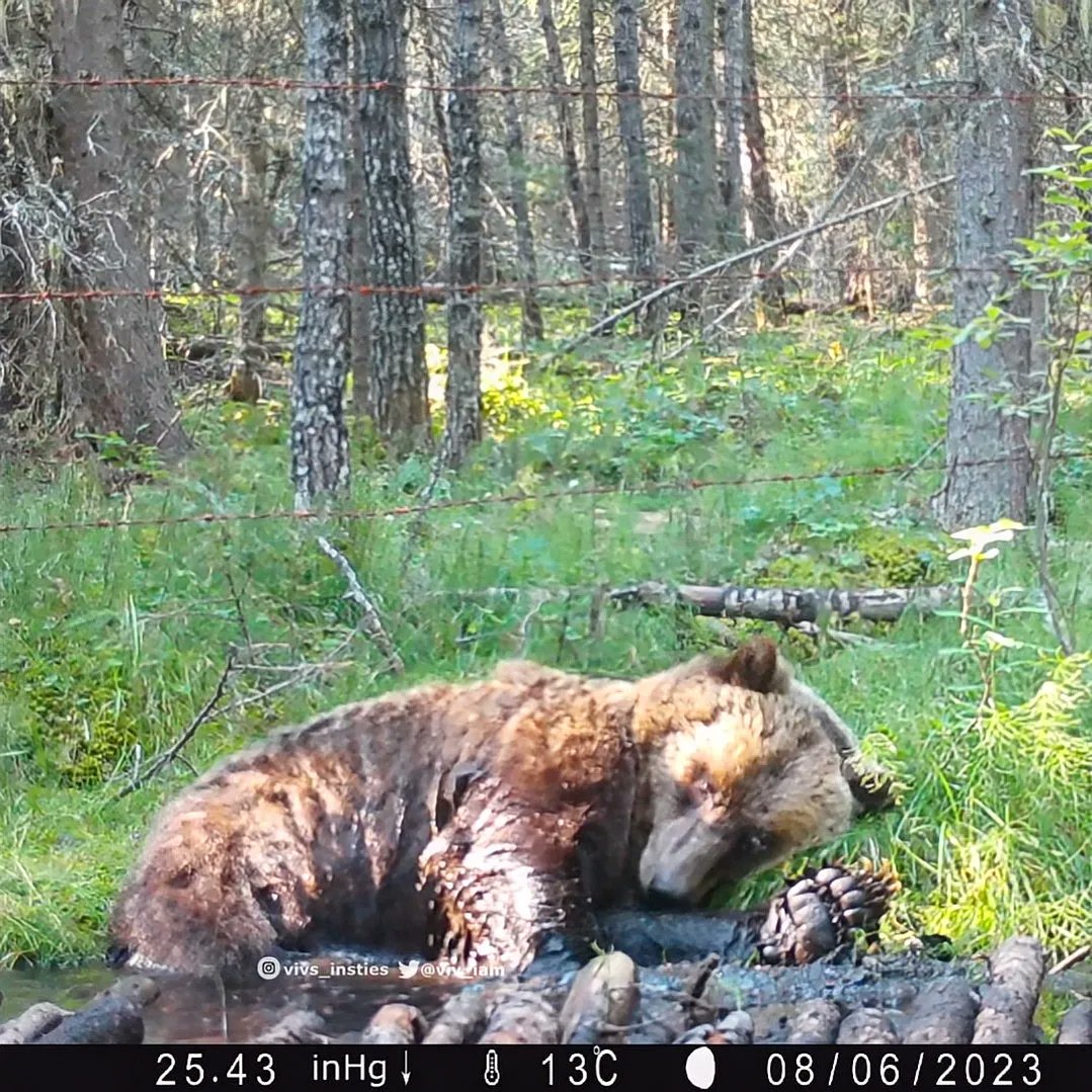 viv_iam's tweet photo. Learning where to place a #trailcamera where the wild critters might linger a bit, is a big part of my fascination with them! This beautiful #grizzly spent a full 5 min. in front of my #bearbath camera. Already planning for a couple new cameras here come spring! #natureisawesome https://t.co/ZKdrst6k1P