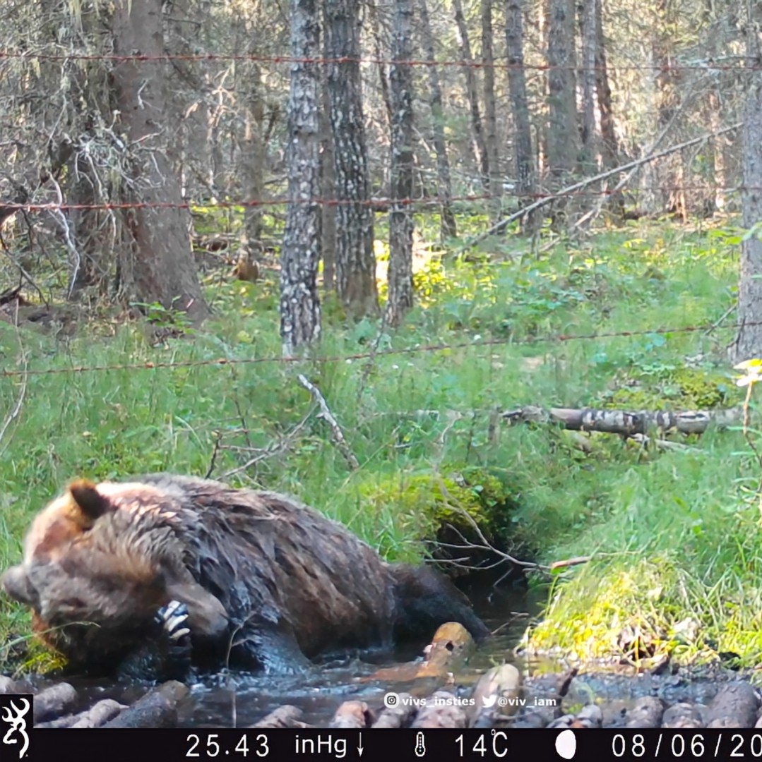 viv_iam's tweet photo. Learning where to place a #trailcamera where the wild critters might linger a bit, is a big part of my fascination with them! This beautiful #grizzly spent a full 5 min. in front of my #bearbath camera. Already planning for a couple new cameras here come spring! #natureisawesome https://t.co/ZKdrst6k1P