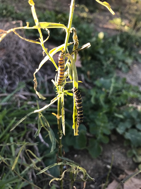Happy New Year from Oak View! Two caterpillars - soon to be Monarch Butterflies, feasting on the Milkweed that Oak View students grew and planted last spring!