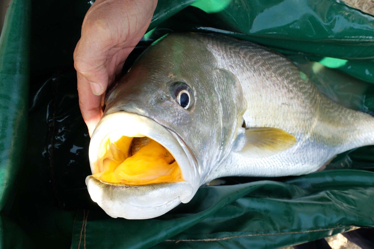 RongfengC's tweet photo. @molecology @WileyEcolEvol The Chinese Bahaba was heavily hunted for its swimming bladder for traditional medicine with a price tag of 3 million RMB (0.5 Million USD). It is now critically endangered and conservation by artificial breeding is needed. This study lays foundation for years to come … https://t.co/xYJEsLPtaP