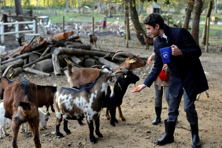 PartiAnimaliste's tweet photo. Monsieur @GabrielAttal, par le passé, vous avez eu des positions favorables aux animaux. En tant que Premier ministre, nous vous demandons d'envoyer un message fort en créant un ministère de la Condition animale et en empêchant le transfert des orques du Marineland vers le Japon. https://t.co/vQHQ6YHa3l
