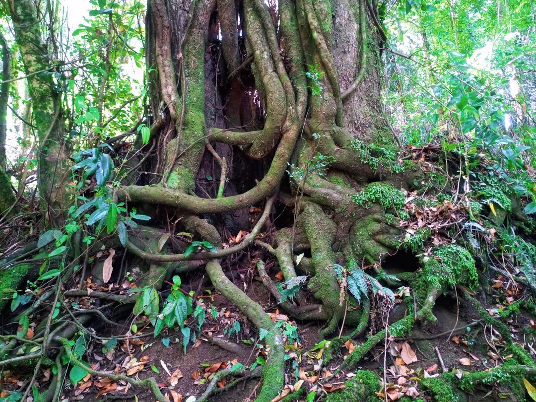 JaimeNewen's tweet photo. incredible root that I photographed
Wallmapu 2024
#aliwen #folil #temuko #temuco #wallmapu #photooftheday #photography #fotografia #forest #bosque https://t.co/qqKPk40l16
