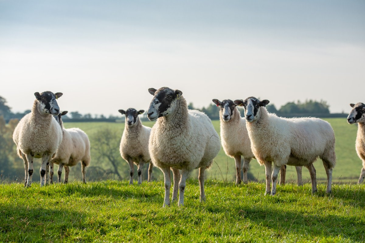 🐑Defra's June census shows continued shrinking of the UK sheep flock. 
Read our analysis here: tinyurl.com/5xy9nkjb 

Fewer breeding ewes and lambs under 1 year old in the UK as of 1 June 2023, could this mean a smaller lamb crop and carry-over into this year?