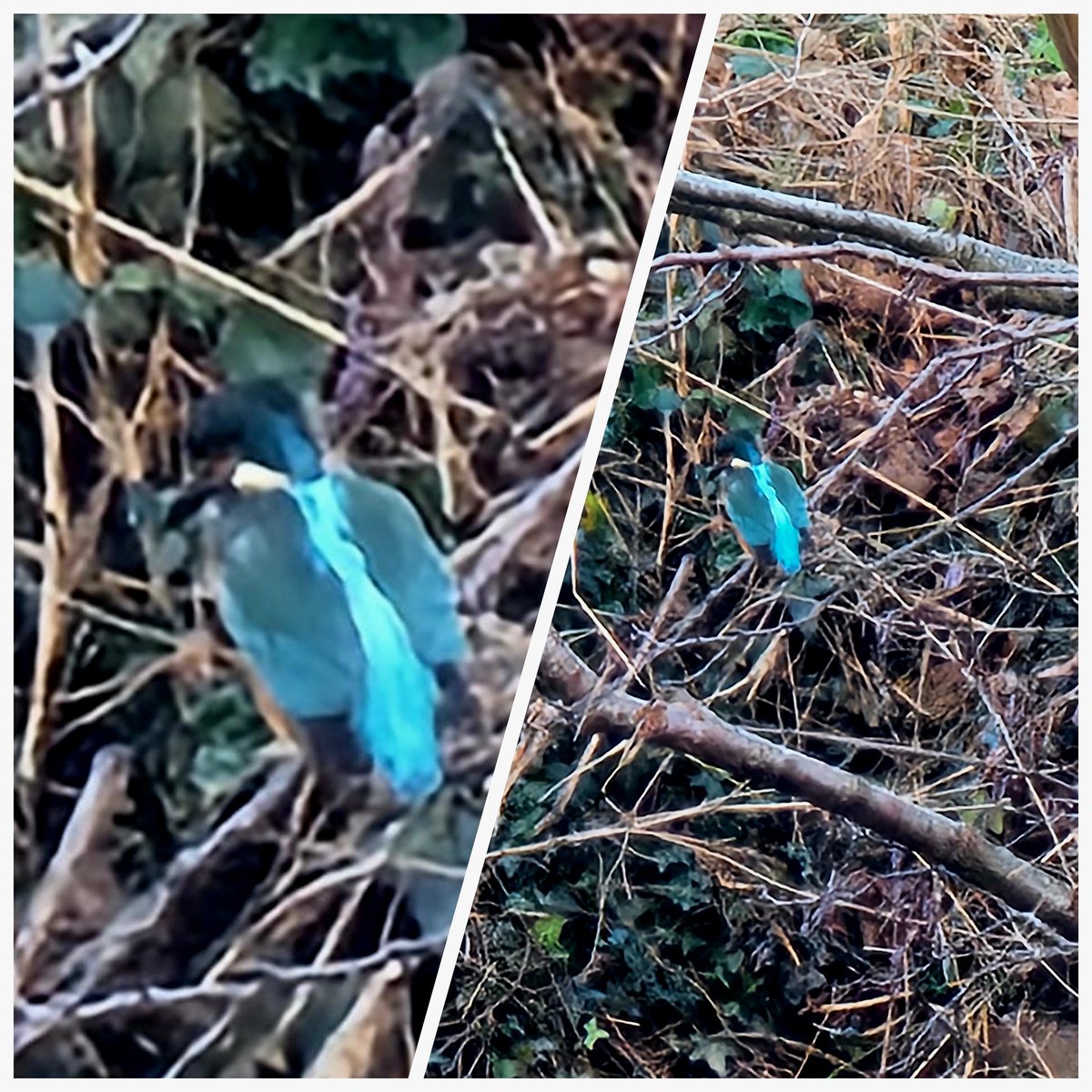 Just a few days after the arrival of The Three Kings, I finally got a snap of our resident Kingfisher. An infrequent visitor to the river outside our office window... #splashofcolour