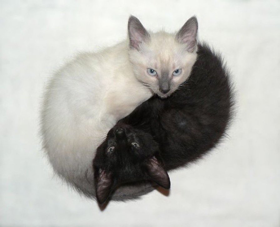 biggersocks's tweet image. purrfect harmony