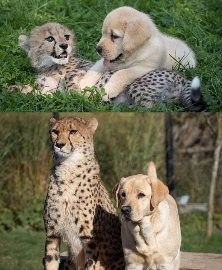 friends forever