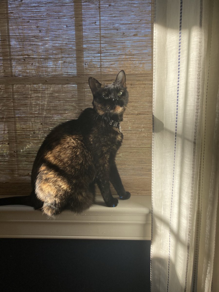 BippsTheToad's tweet photo. I tell you with a heavy heart that Bipps crossed the rainbow bridge today. In the years since I left for college her health got worse and more recently she wasn’t herself. She was with me for nearly 17 long years and was with me through everything. I love her so much 💖💖🌈🌈 https://t.co/XGfwo6jZp5