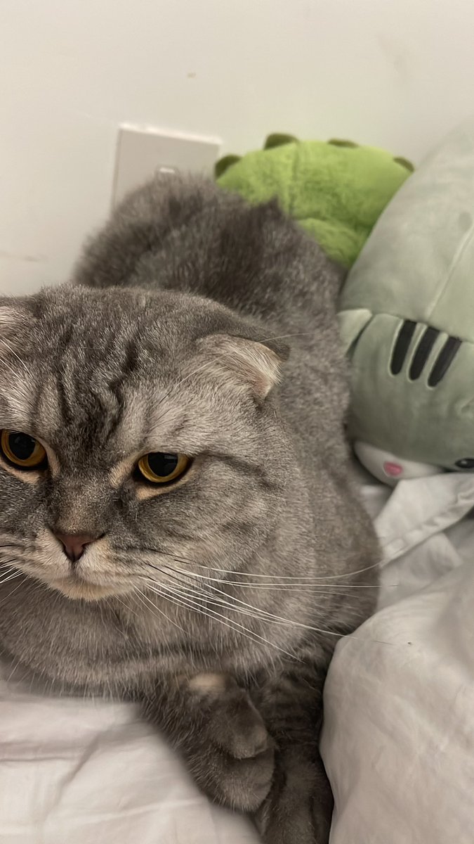 OneShots tweet media