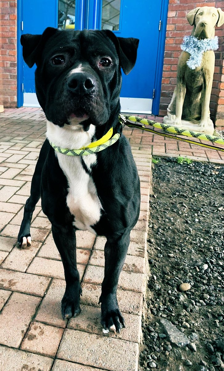 DT_Cumbria's tweet photo. Wendy the cane corso cross is looking for a forever home. Could you be her pawfect match? Complete your application to adopt online π€ #AdoptDontShop #Cumbria #dog #canecorsox #NewYear2024 @DogsTrust https://t.co/9clFYmk1F6
