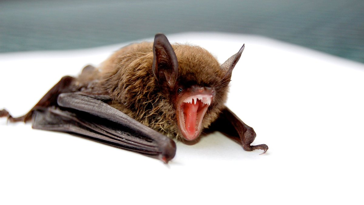 BatsDaily's tweet image. ANGY!!!!!!!!!! 🦇