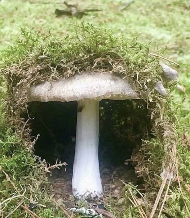 Nerf Herder tweet media