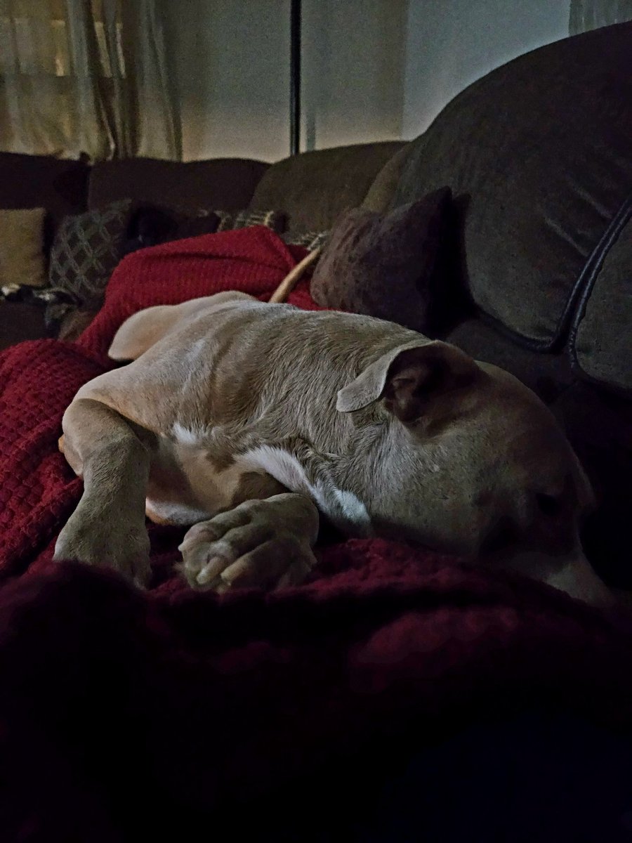 thewolfespeaks's tweet photo. Guess who is pissed cause I told her to stop licking me 🤦 (it's Peach...) #pitbull https://t.co/Hg9VTi4Qhx
