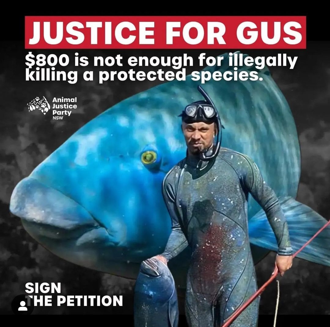 animaljusticeAU's tweet image. "Gus the groper had a right to live free from human harm in his ocean home."
 Sign our petition here.
nsw.animaljusticeparty.org/justice_for_gu…
- @AJPNSW