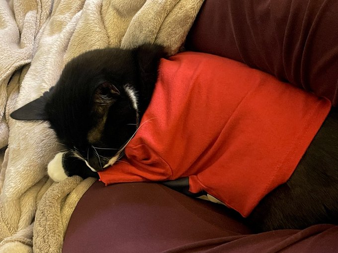 Was working from home today, when this little booger scooted his butt in between my legs. It was down<a href="/tag/caturday"class="tags"><span>#caturday</span></a>