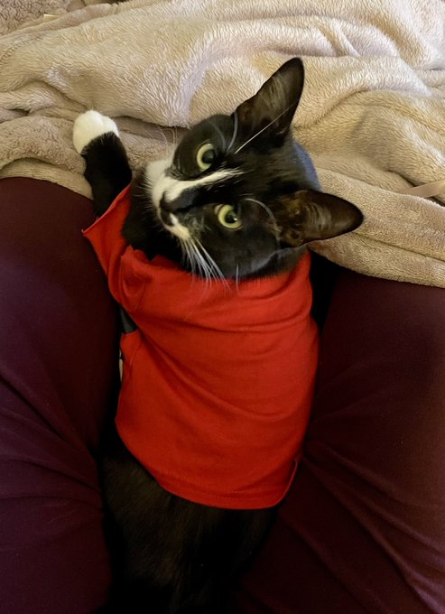 Was working from home today, when this little booger scooted his butt in between my legs. It was down<a href="/tag/caturday"class="tags"><span>#caturday</span></a>
