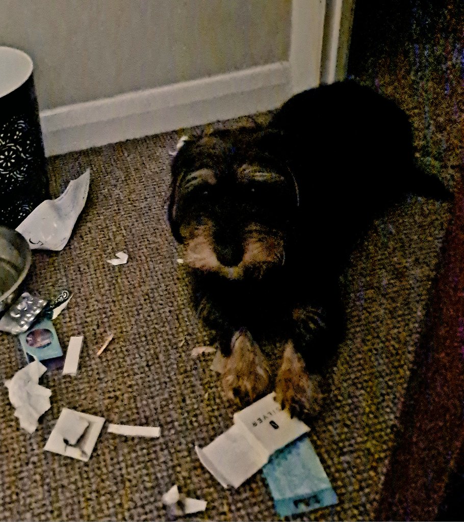 rainy101's tweet photo. Hattie didn't receive the #NewYearNewMe memo #shitpot https://t.co/calD8yHYya