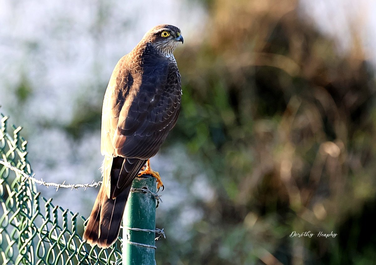 Close encounter with a Sparrowhawk on the Slob Bank Youghal last week.