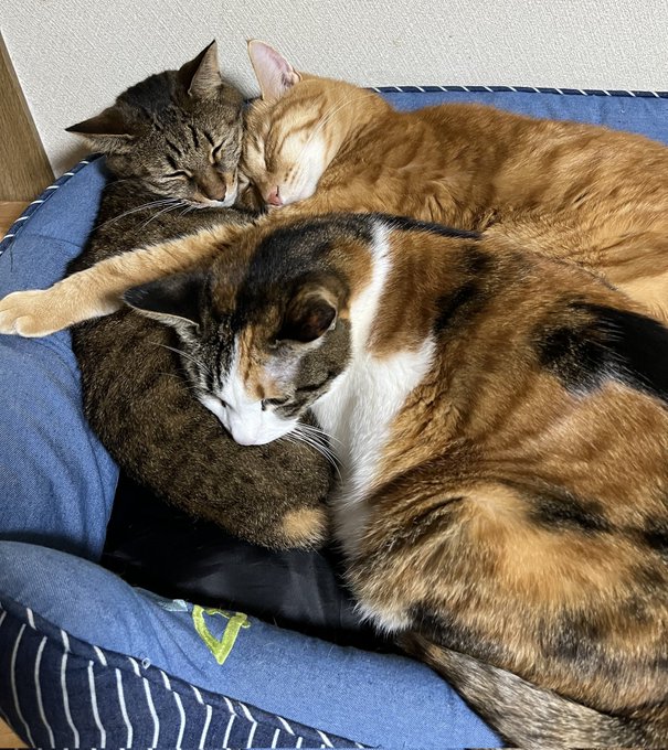 トリプルねむねむにゃんこ🐈️🐈⬛🐈⬛